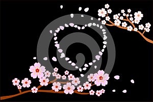 Love romance concept. Full bloom cherry blossoms and blowing/flying petals in heart shape; black background.