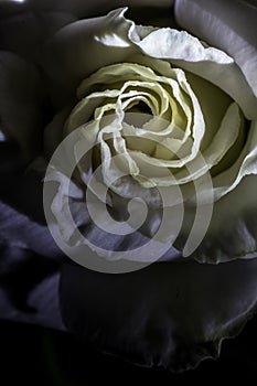 Love, rose, flower, macro, white, shine, shadow, curls, yellow background, yellow, texture, design