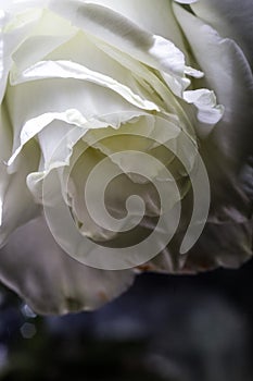 Love, rose, flower, macro, white, shine, shadow, curls, yellow background, yellow, texture, design