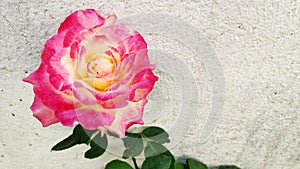 Love Rose freshly bloomed