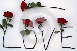Love in roses