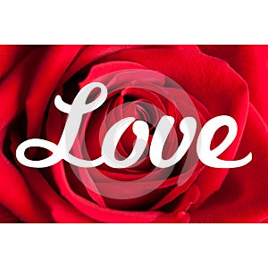 Love Roses Background