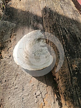 love see green cute deko