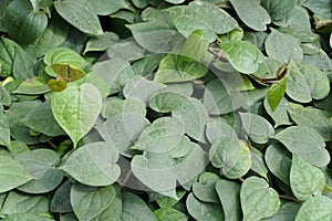 The love shaped green leaves of Piper Nigrum