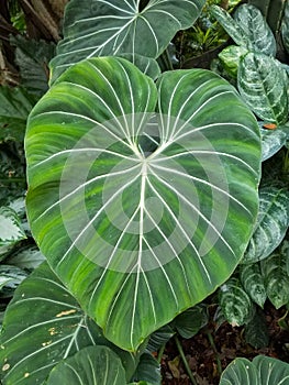 A love-shaped leaf of Philodendron Gloriosum with white veins
