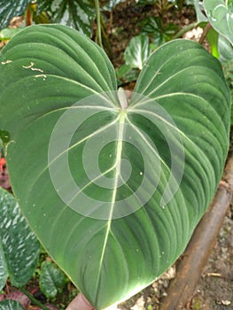 The love-shaped leaves are called philodendron gloriosum?