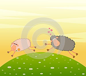 love sheep pursues after other