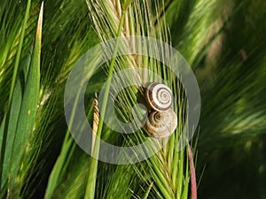 In love snails in wheat ears