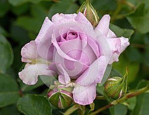 Love Song Floribunda Rose in Bloom