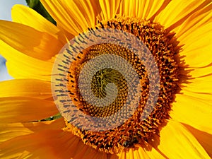 L`amour des abeilles pour les tournesols/ Love story between a bee and a sunflower photo