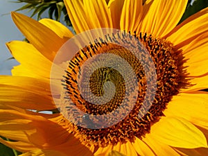 L`amour des abeilles pour les tournesols/ Love story between a bee and a sunflower photo