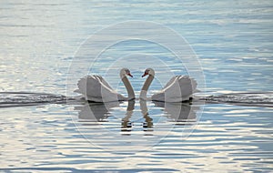 Love Swans - Swans Making A Heart