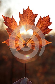 Love symbol: heart cutout on a maple leaf at sunset