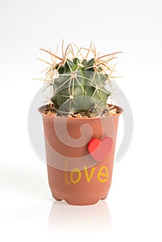 Love text on cactus isolated on white background