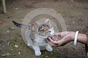 Love towards little Kitten In North Bengal