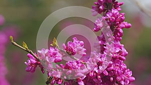 Love Tree. Bee Pollination Of Spring Blossoming Judas Tree. Flowering Plant Family Fabaceae. Close up.