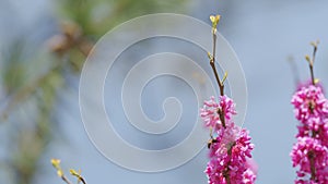 Love Tree. Bee Pollination Of Spring Blossoming Judas Tree. Flowering Plant Family Fabaceae. Close up.