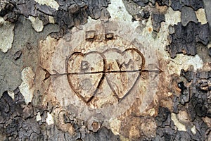 Love Tree Carving