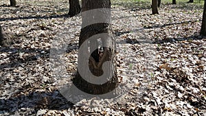 Love tree. Walking in the woods I discovered a hole in a tree in the shape of a heart.