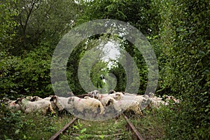 Love Tunel and Sheep Hoard