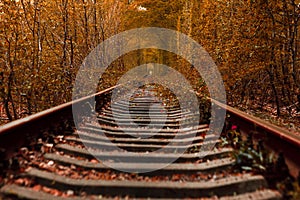 love tunnel in autumn. a railway in the autumn forest.