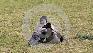 Love of two crows