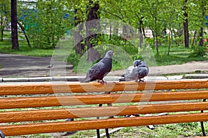 Love of two doves on a park bench