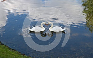 The love of two white swans. The Sibilant Swan