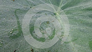 Love writing on Morning dews on elephant ' ears leave