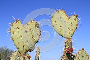 Prickly Pear Cactus >Love you, too!