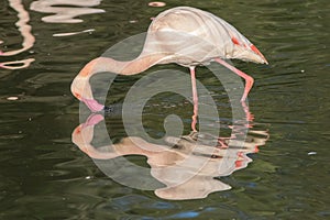 Love yourself. Animal reflection. Beautiful vane pink flamingo narcissist