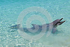 Loveable Dolphin photo