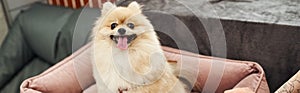 loveable pomeranian spitz sticking out tongue photo