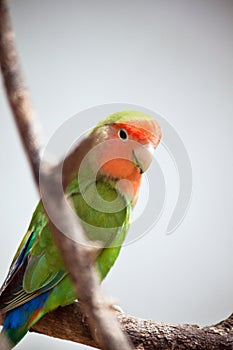 Lovebird