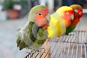 Lovebird photo