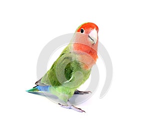 Lovebird photo