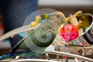 Lovebird photo