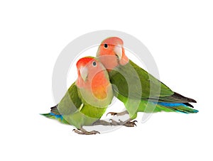 Lovebird