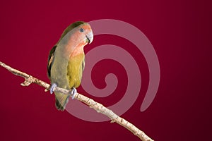 Lovebird agapornis on a branch over a red background