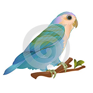 Lovebird Agapornis roseicollis  parrot blue morph Peach-faced tropical bird  standing on a branch  on a white background vintage v