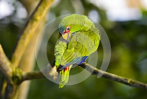 Lovebird, Agapornis spec., parrot