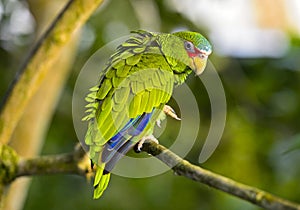 Lovebird, Agapornis spec., parrot