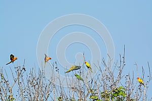 Lovebird, beautiful Little parrot in nature.