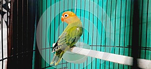 Lovebird Bird Farm Biola Ternak