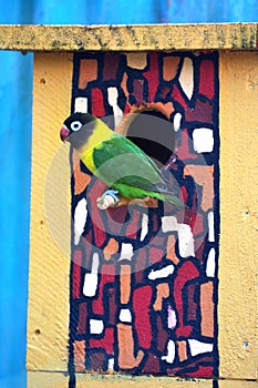 Lovebird Bird sitting outside a birdhouse