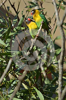 Lovebird Birds looking at each other sitting on a tree branch