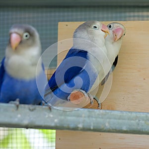 Lovebird and Budgerigars birds in the Aviary
