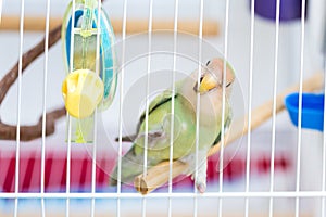 Lovebird in the cage