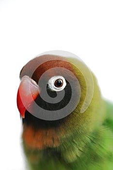 Lovebird (close-up of a parrot)