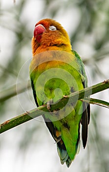 A lovebird closed its eye standing on bamboo sleeping